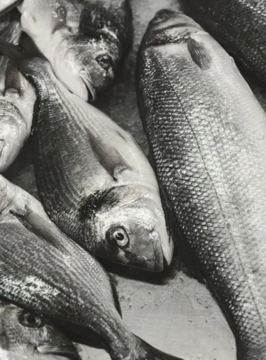 Delicious gilt bream recipe with garlic and lemon