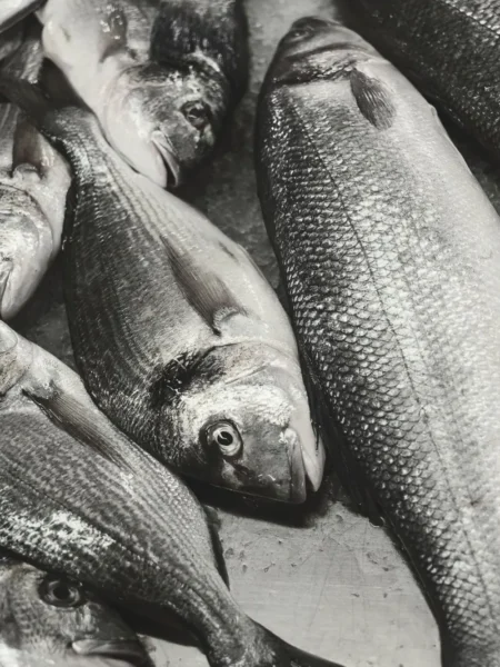 Delicious gilt bream recipe with garlic and lemon