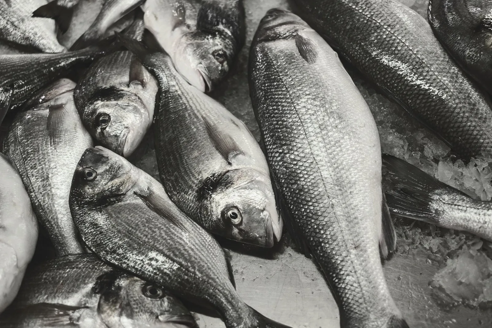 Delicious gilt bream recipe with garlic and lemon