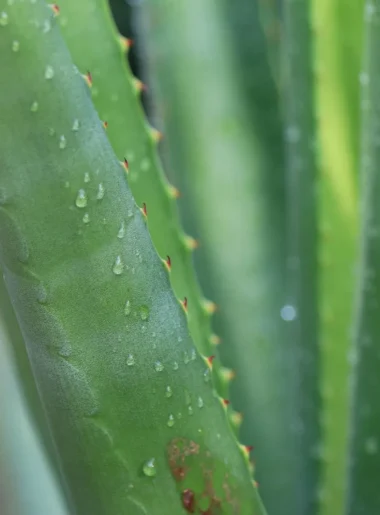 a bottle of magnesium spray recipe with aloe vera and vitamin e oil