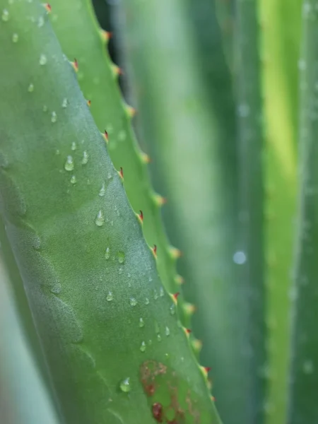 a bottle of magnesium spray recipe with aloe vera and vitamin e oil