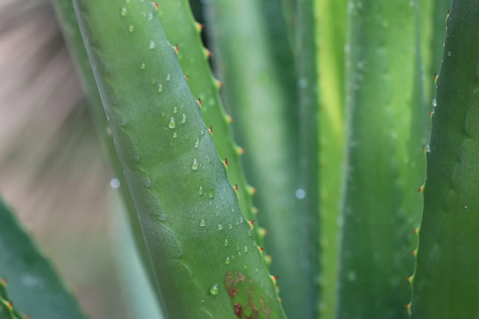 a bottle of magnesium spray recipe with aloe vera and vitamin e oil