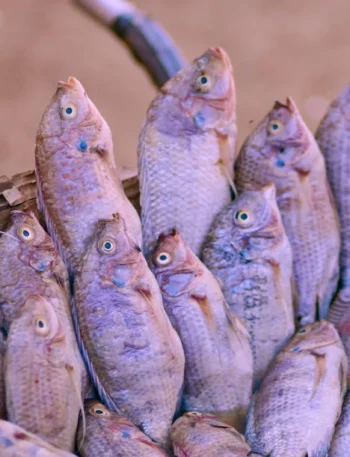 Air Fryer Tilapia