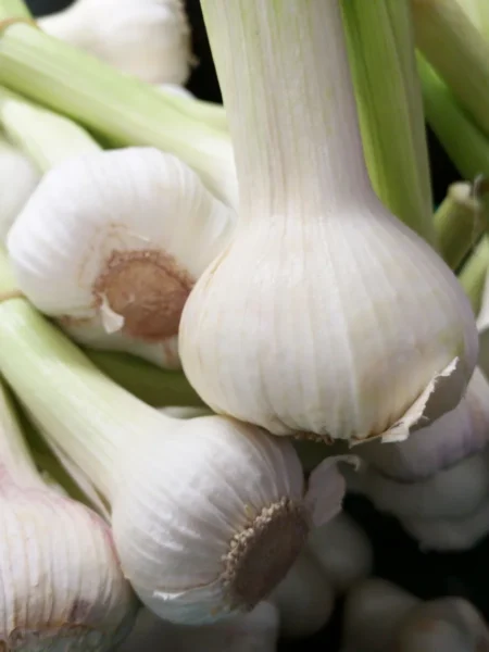 Allium Vegetables