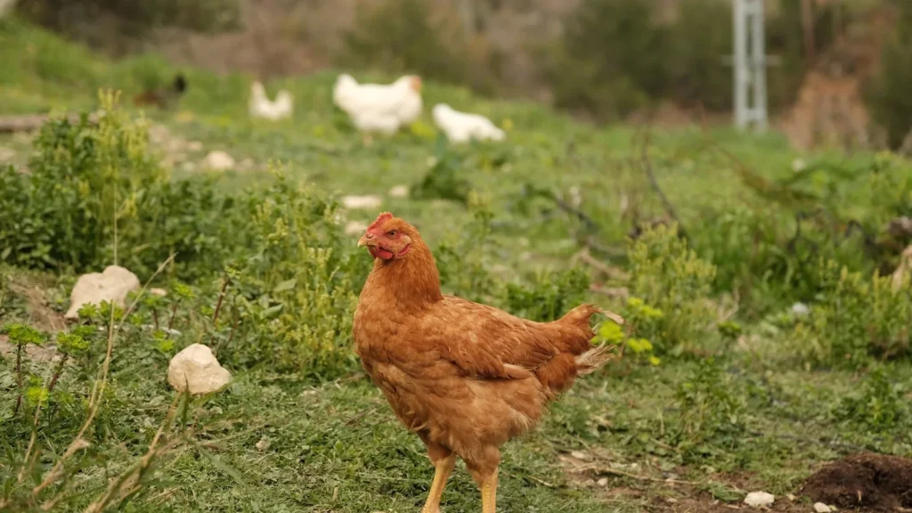 Chicken Roman Style