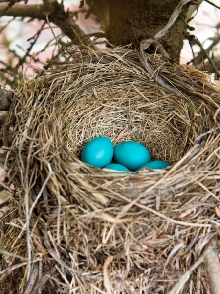 Egg In A Nest