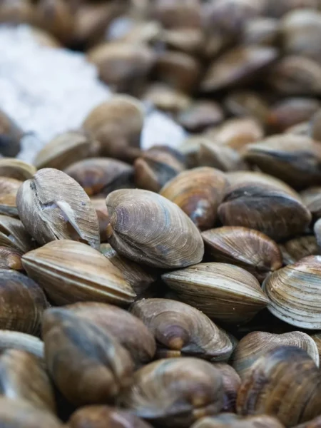 Fregola With Manila Clams