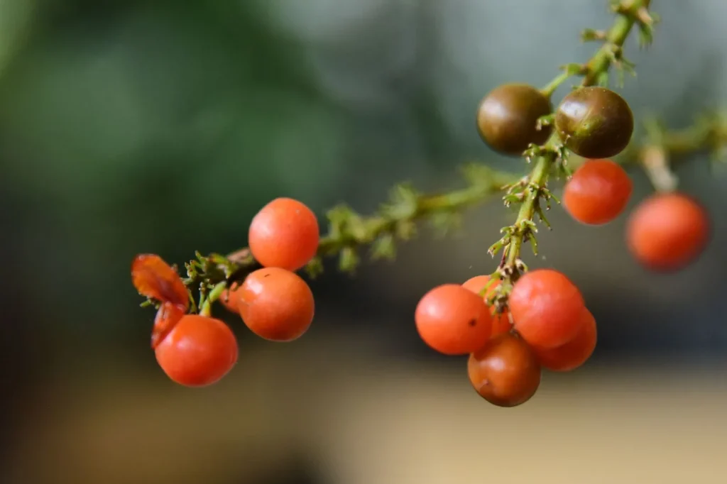 Fruit