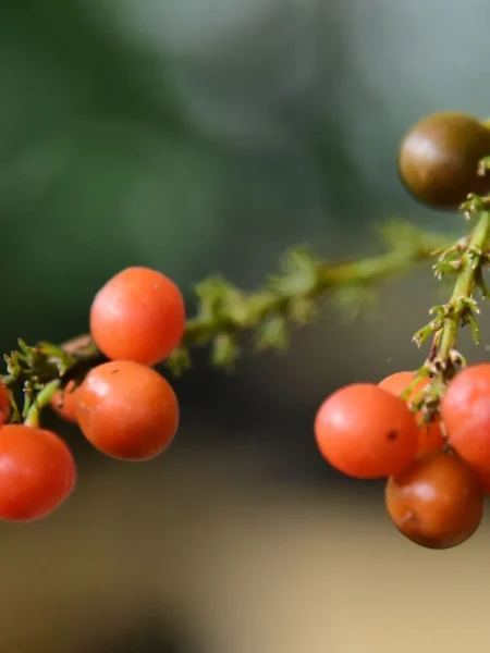 Fruit