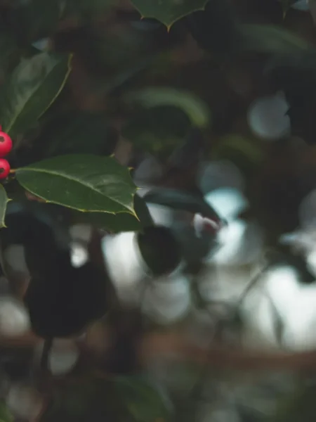 Holly Jolly Christmas Sangria