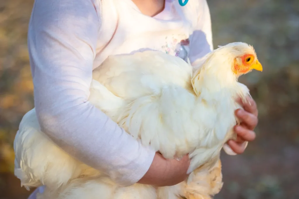 James Beards Farmers Chicken