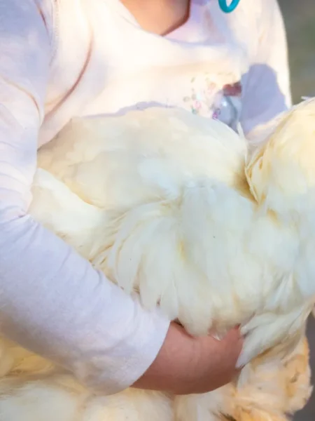 James Beards Farmers Chicken
