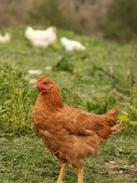 Marry Me Chicken