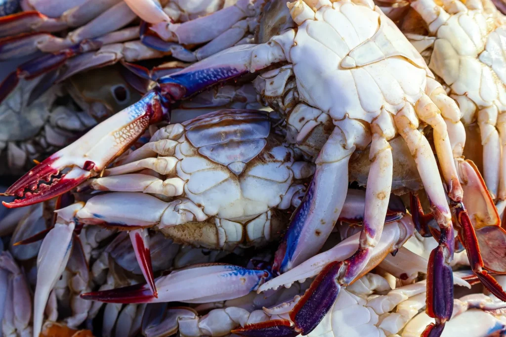 Maryland Crab Dip Recipe