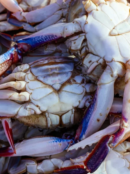 Maryland Crab Dip Recipe