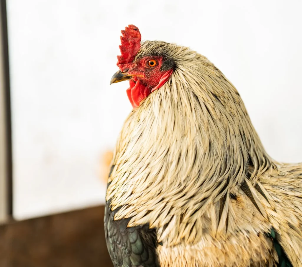Mississippi Chicken Recipe