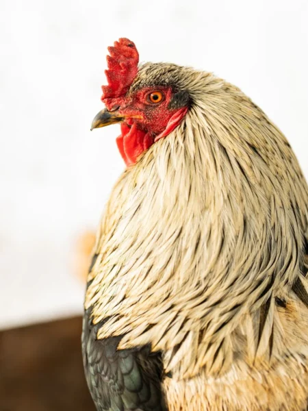 Mississippi Chicken Recipe