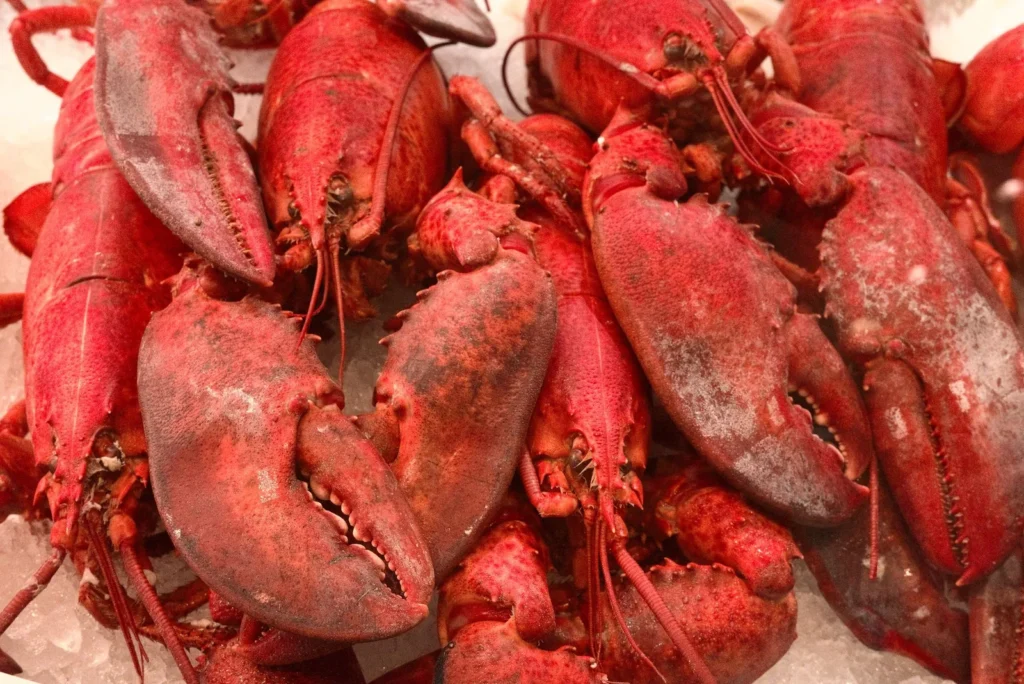 New England Lobster Rolls