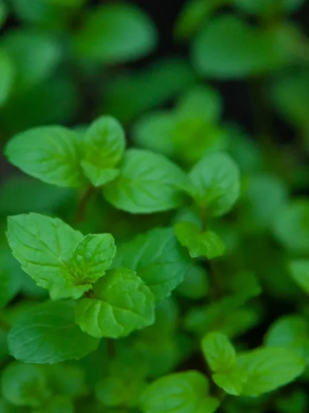 Peppermint Ini