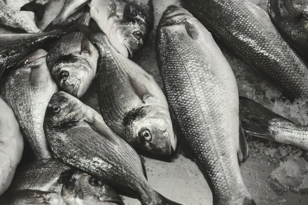 recipes for gilt head bream