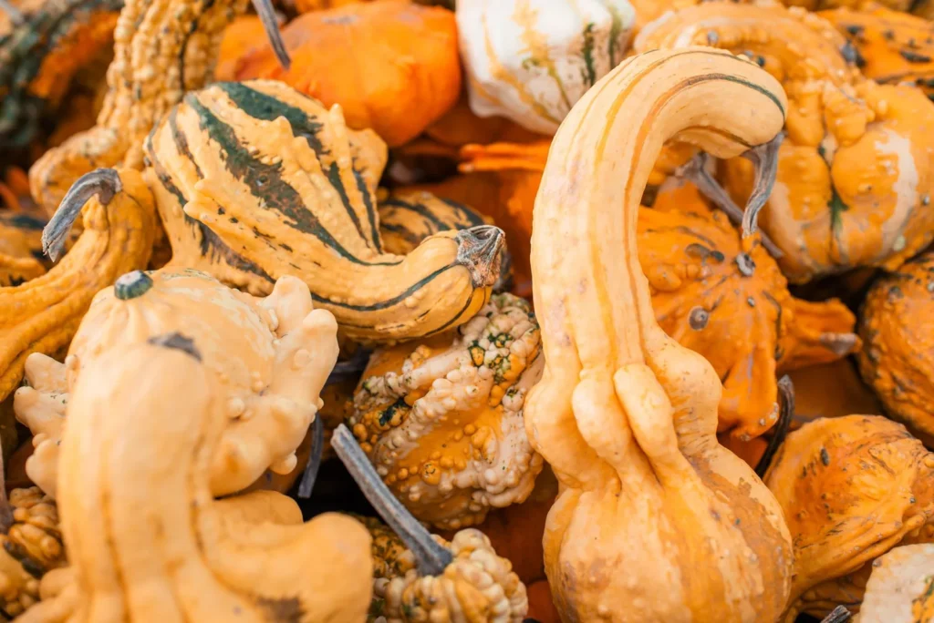 tromboncino squash recipes