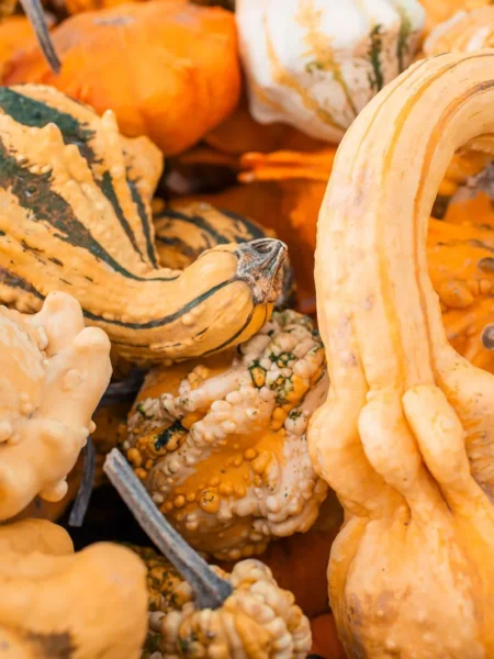 tromboncino squash recipes