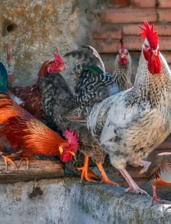 Tuscan Chicken