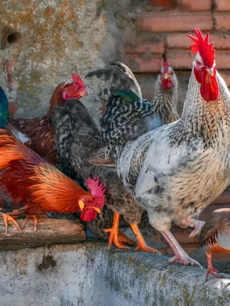 Tuscan Chicken